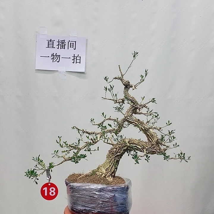 溜***丶无花朵广东皱皮雀舌黄杨岭南剪枝