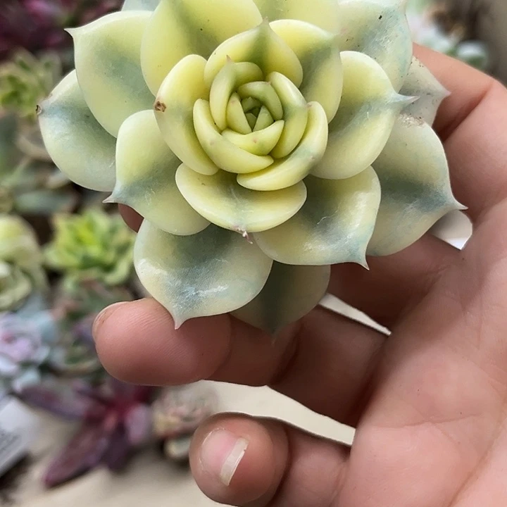 1951贝加尔湖腹轮锦无根多肉植物