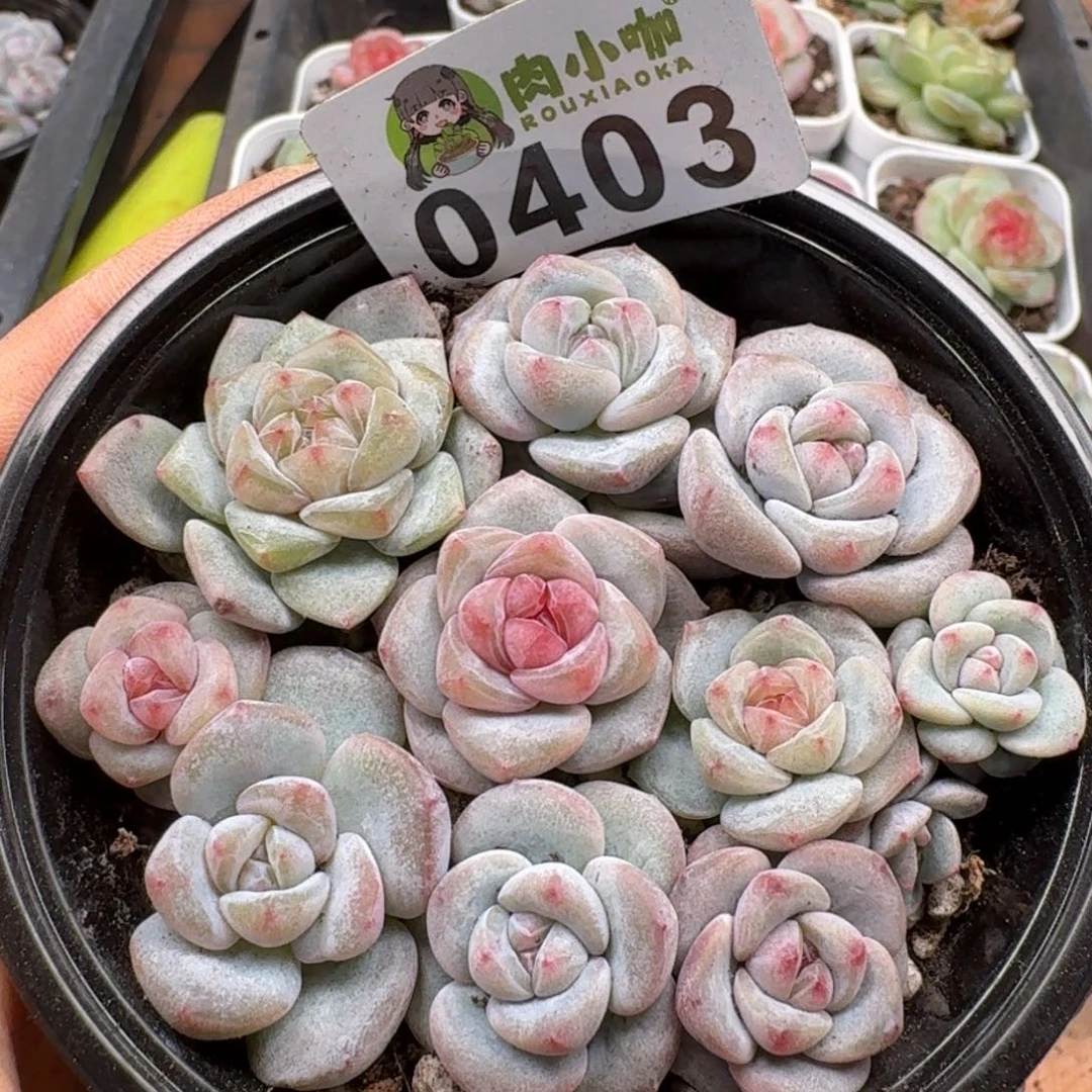 多肉植物多肉植物