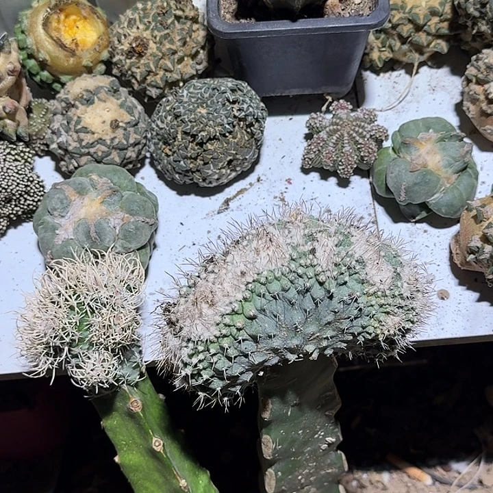 掬水仙人球坠化三脚架姐
