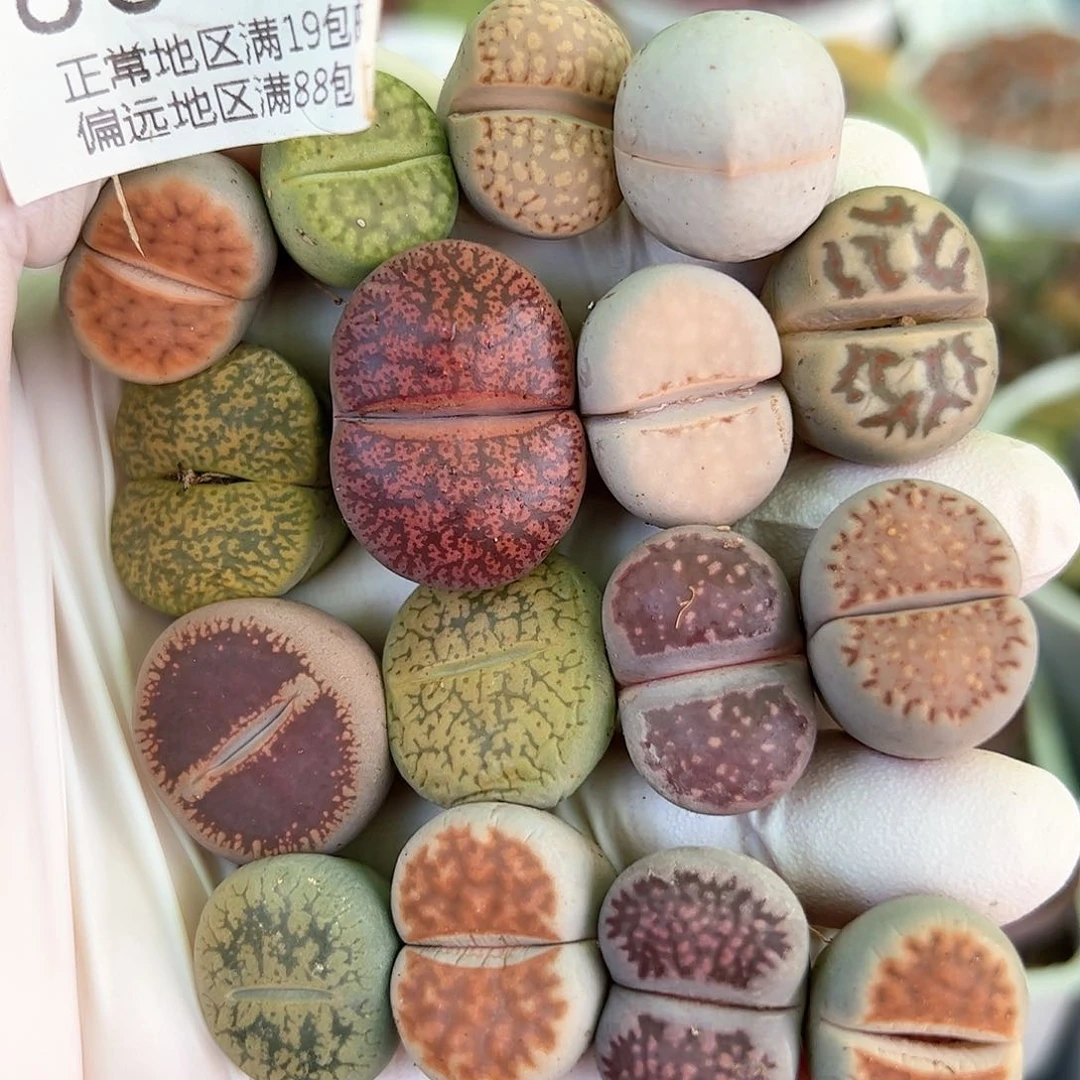 好养易活生石花大母本8677共16颗