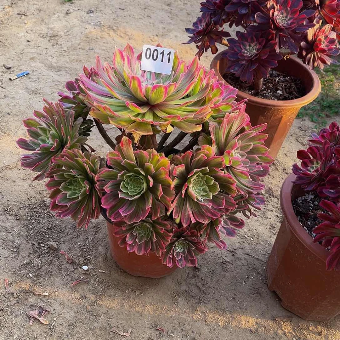 芳***园多肉植物一物一拍0011