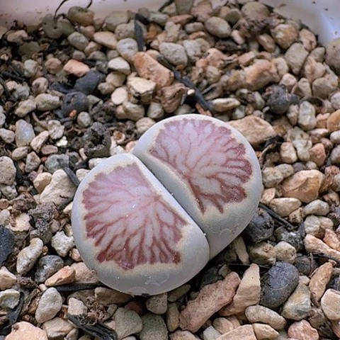 2207菊红窗菊花纹母本带盆发货