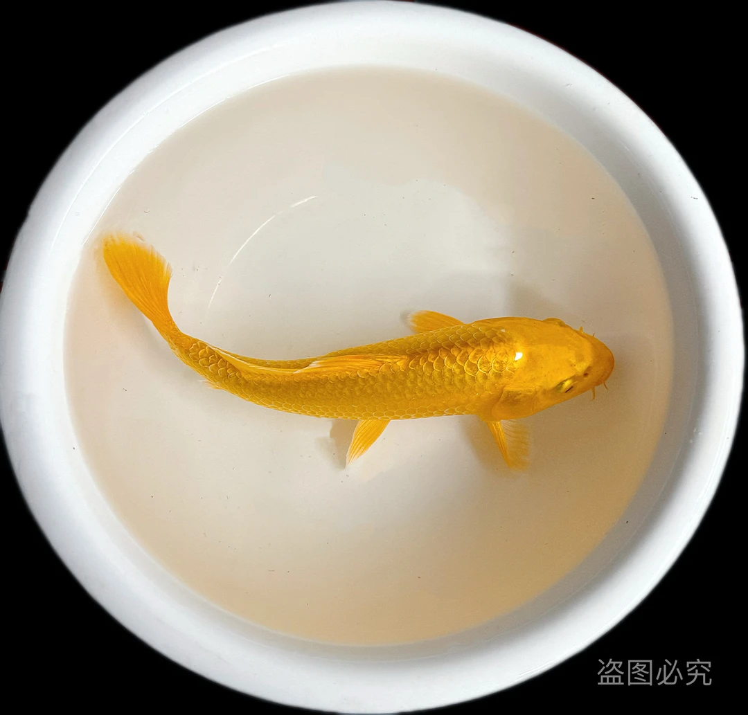 黄金锦鲤龙凤鱼观赏草金鱼好养耐活小鱼观赏鱼精选活体养殖