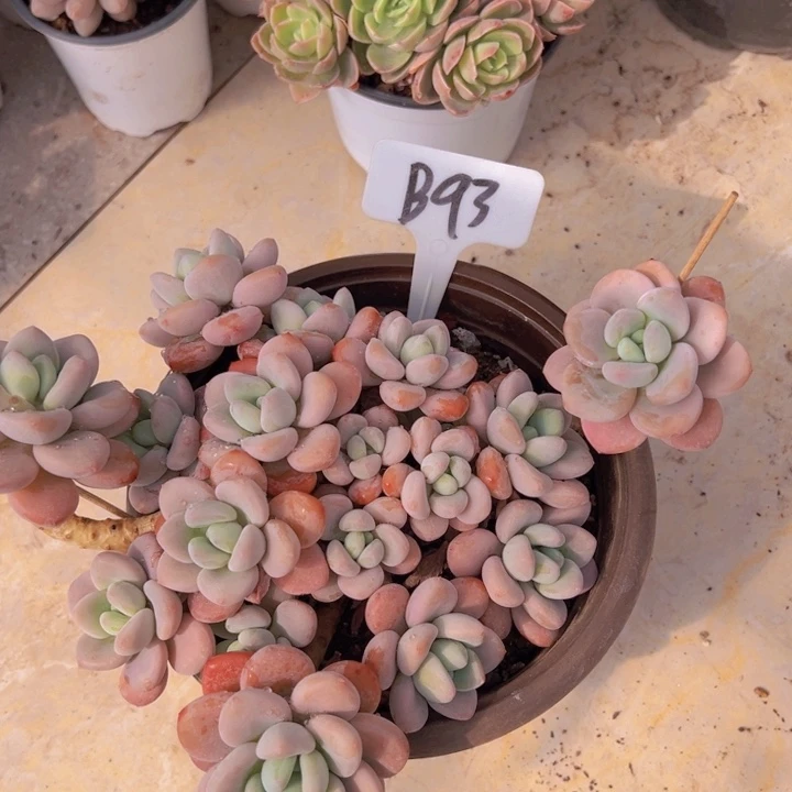 健健康康平平安安