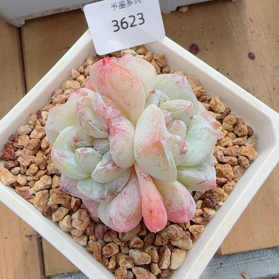 冰玉石化，3623多肉植物