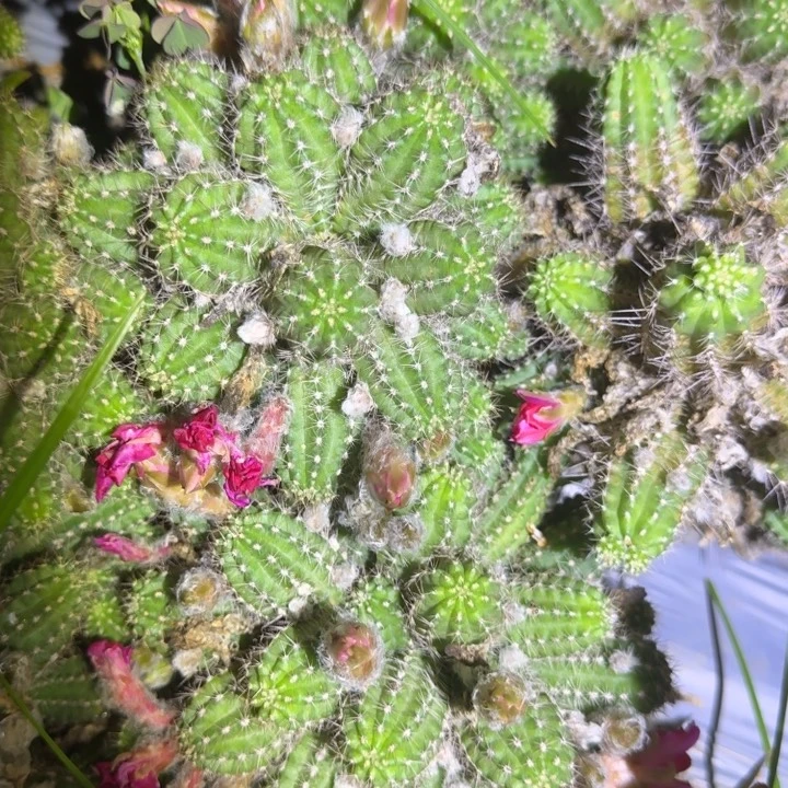 卡****矮胖白檀296群生995