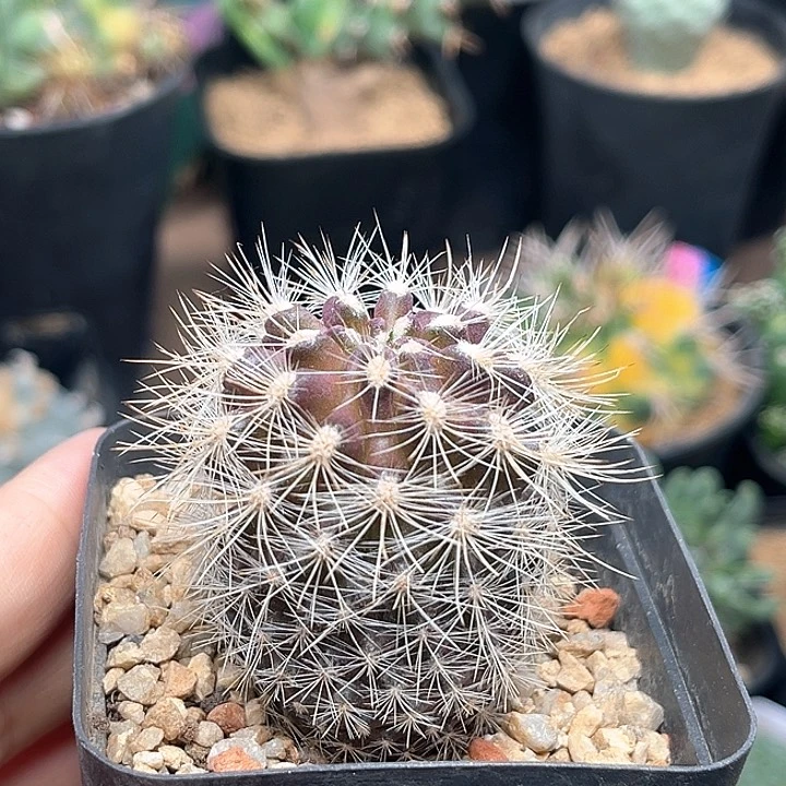 无花朵紫肌白刺智利球属实生