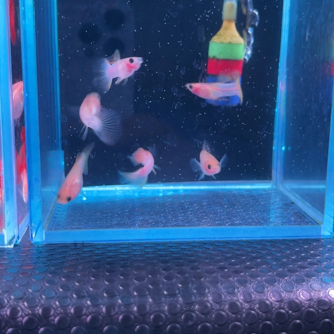 孔雀鱼幻彩玻璃猫3对