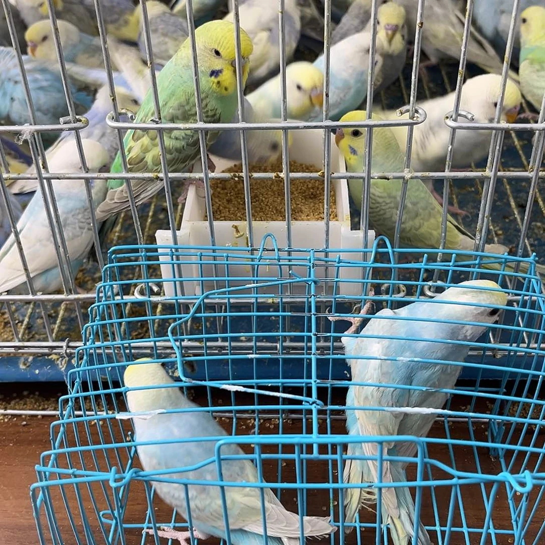 虎皮鹦鹉金彩鹦鹉