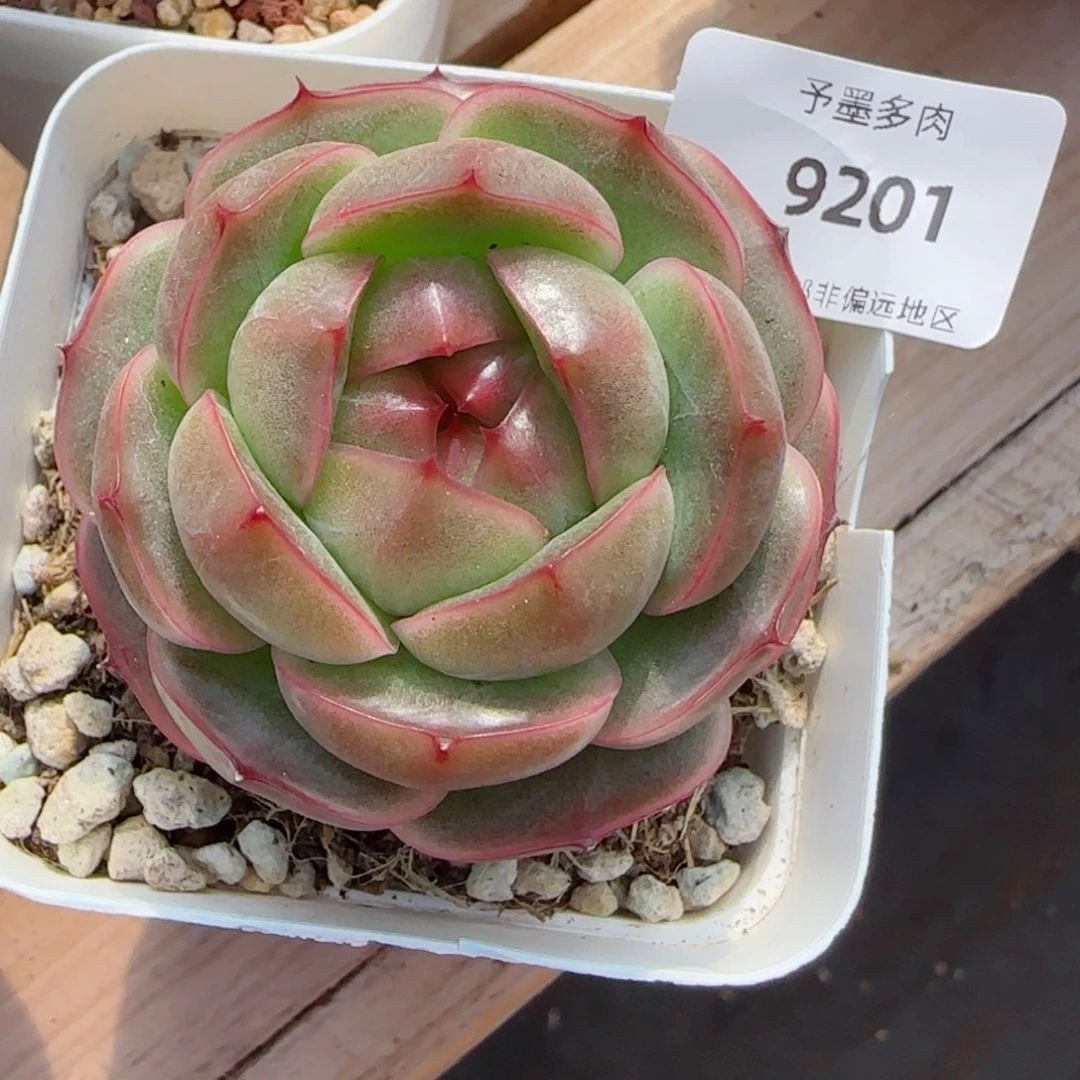 碧海珍妮，9201多肉