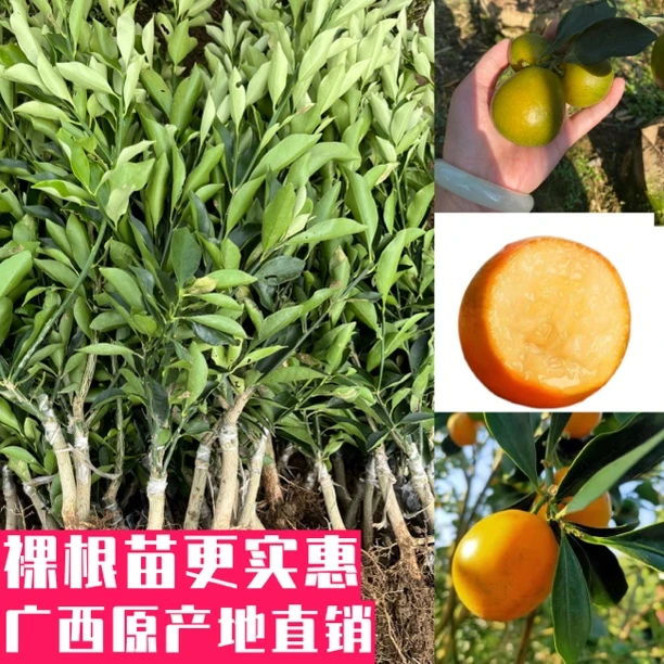 脆蜜金桔树苗无籽脆皮嫁接苗四季结果原盆种植发货第三代脆蜜金桔