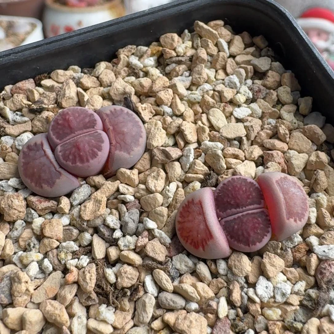 F796岛田紫菊回交一年半