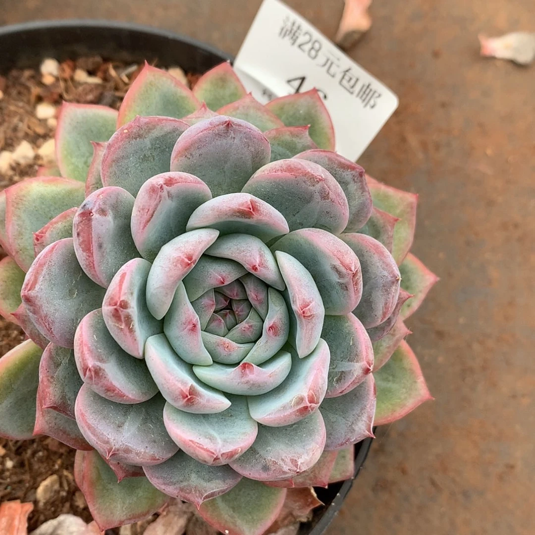 【闪购商品】云46号