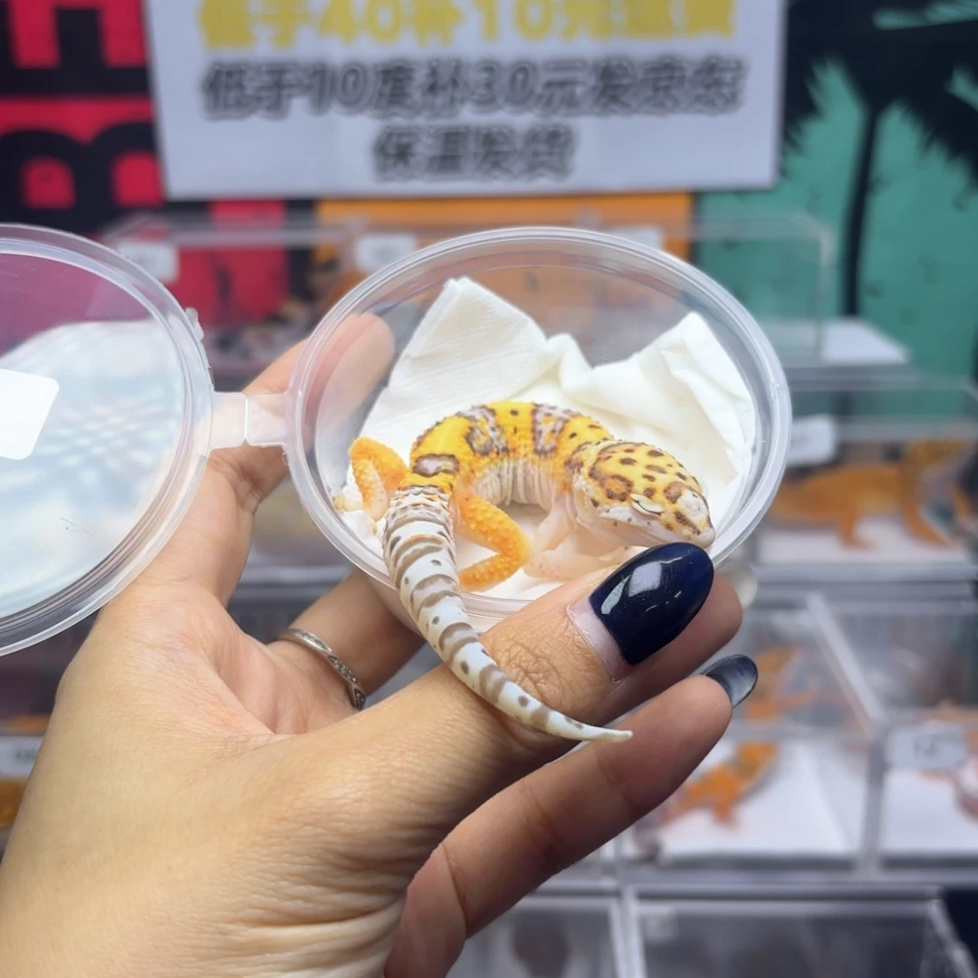 豹纹守宫金角大王 7.30弟弟 R005 贝尔