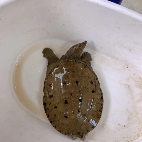 佛***头中国大陆开箱请拍视频甲鱼