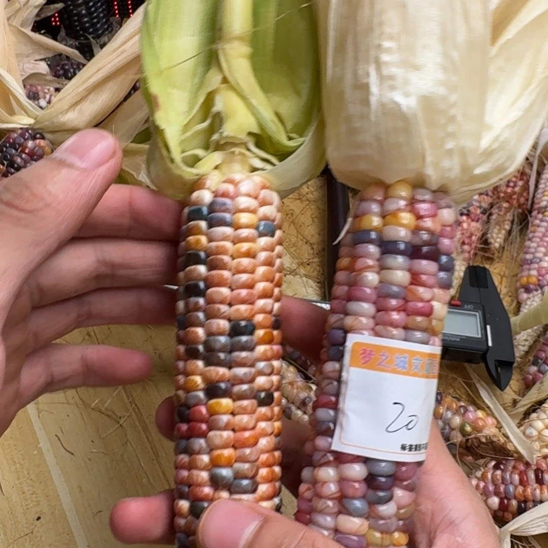 柏香籽/百香籽吊坠哈*