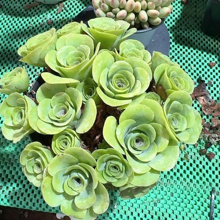 多头玫瑰多肉植物