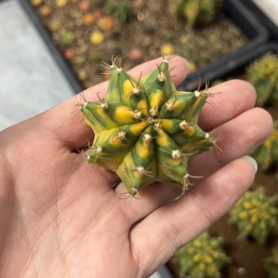 全品实生侧芽需要自己发根22