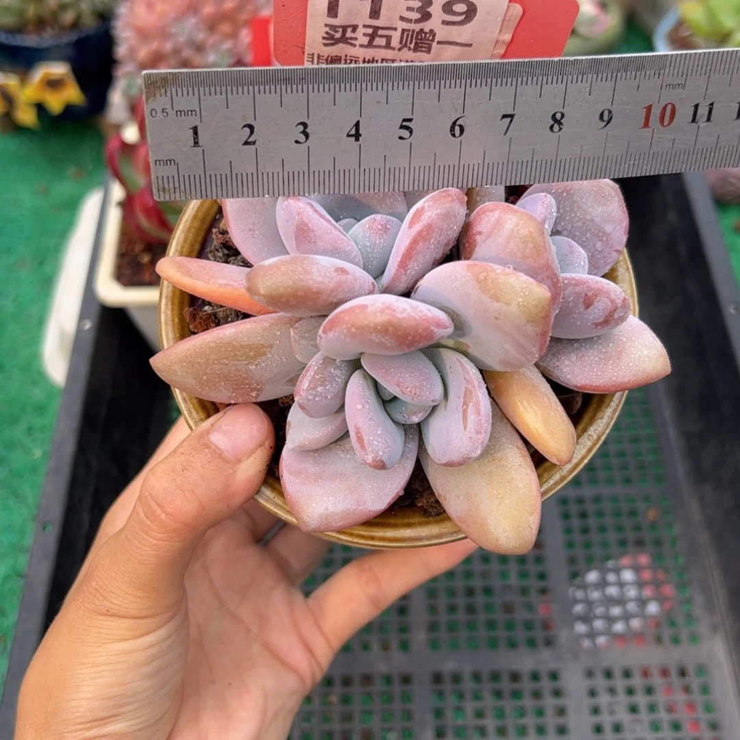 表妹精品多肉1139.