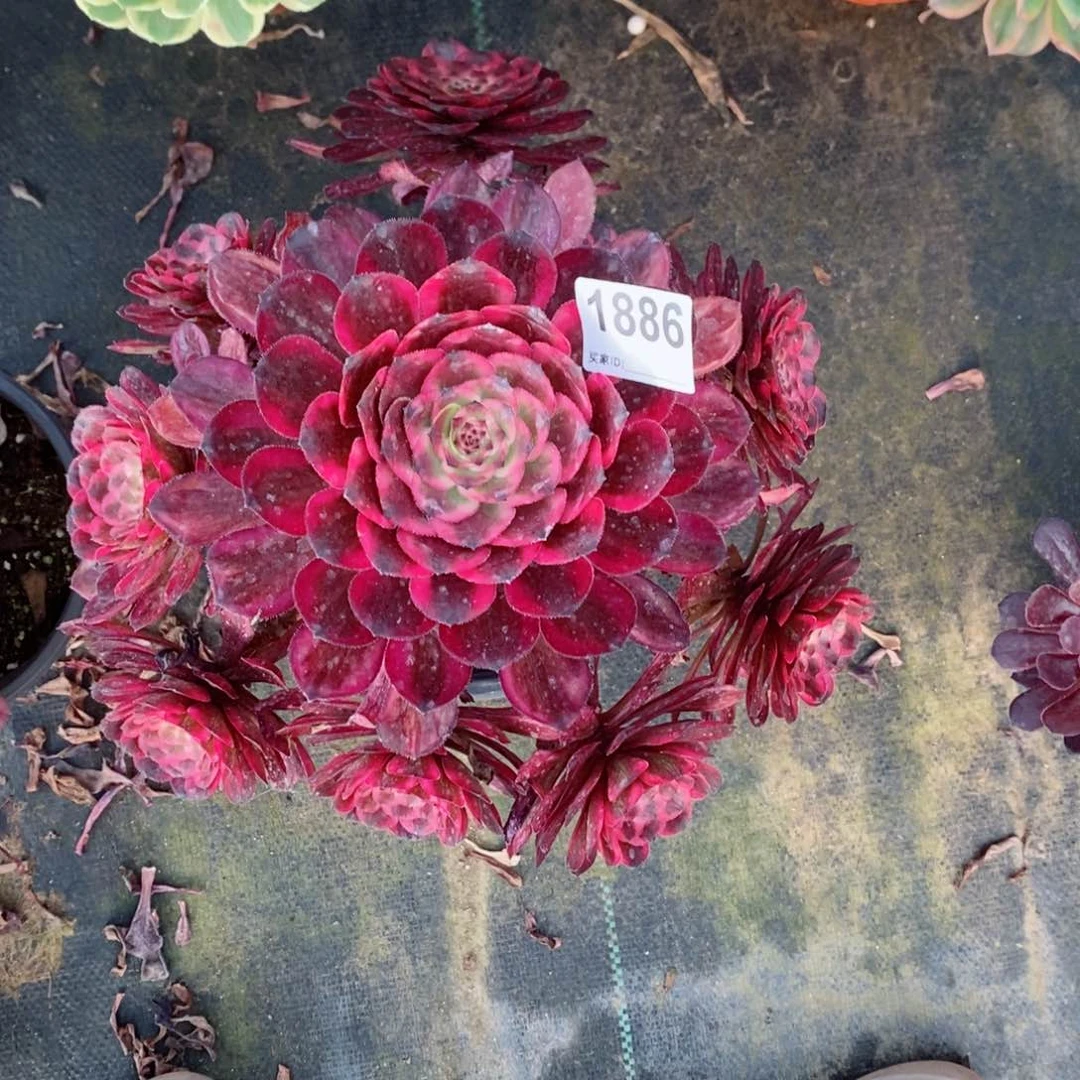 红金刚1886多肉1111