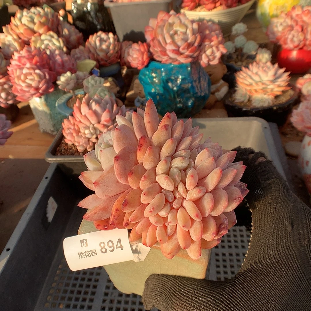 894雪天使多肉植物6666