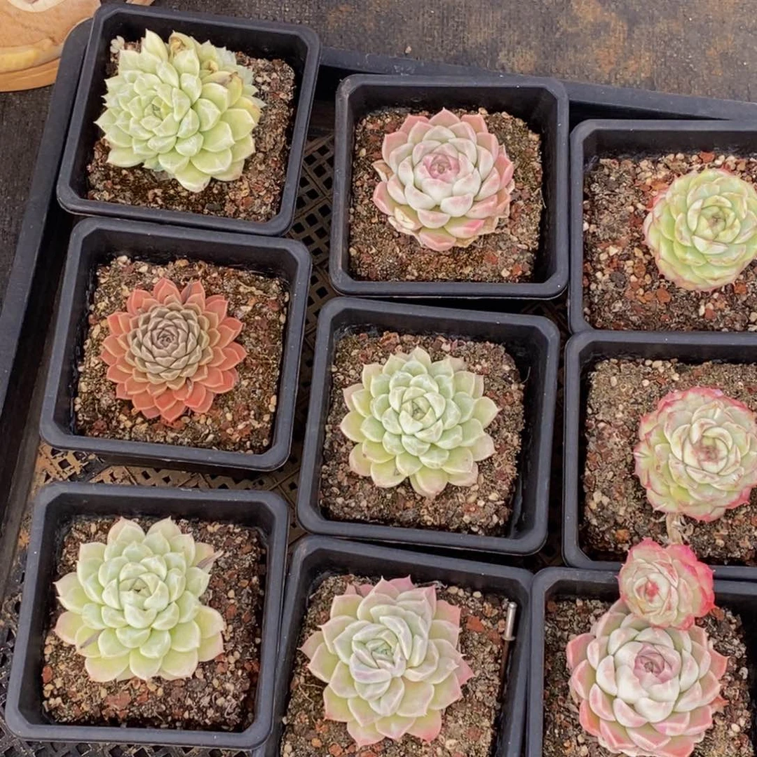 578多肉植物保护研究所所长的
