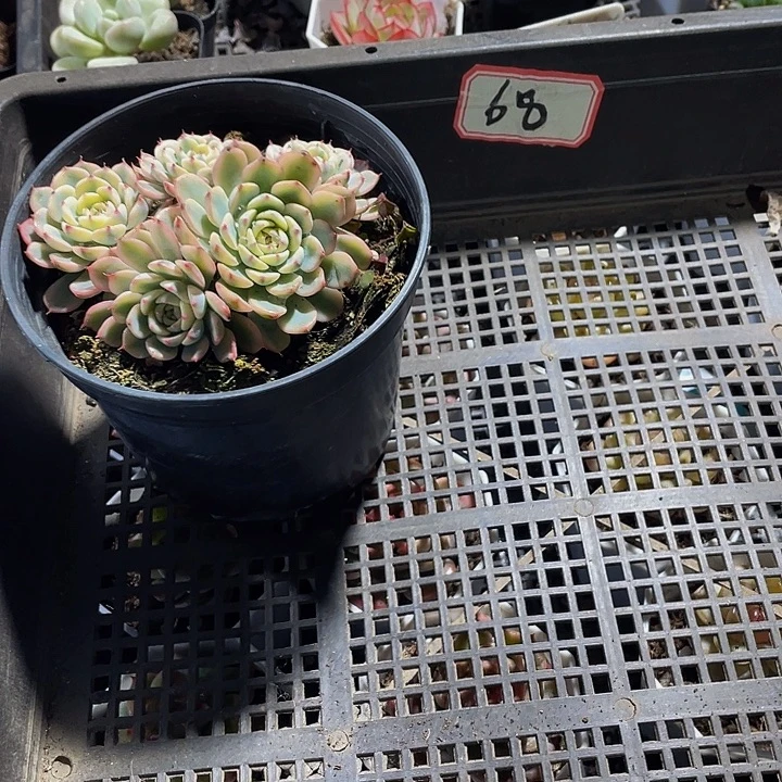 68号筐带盆土发货