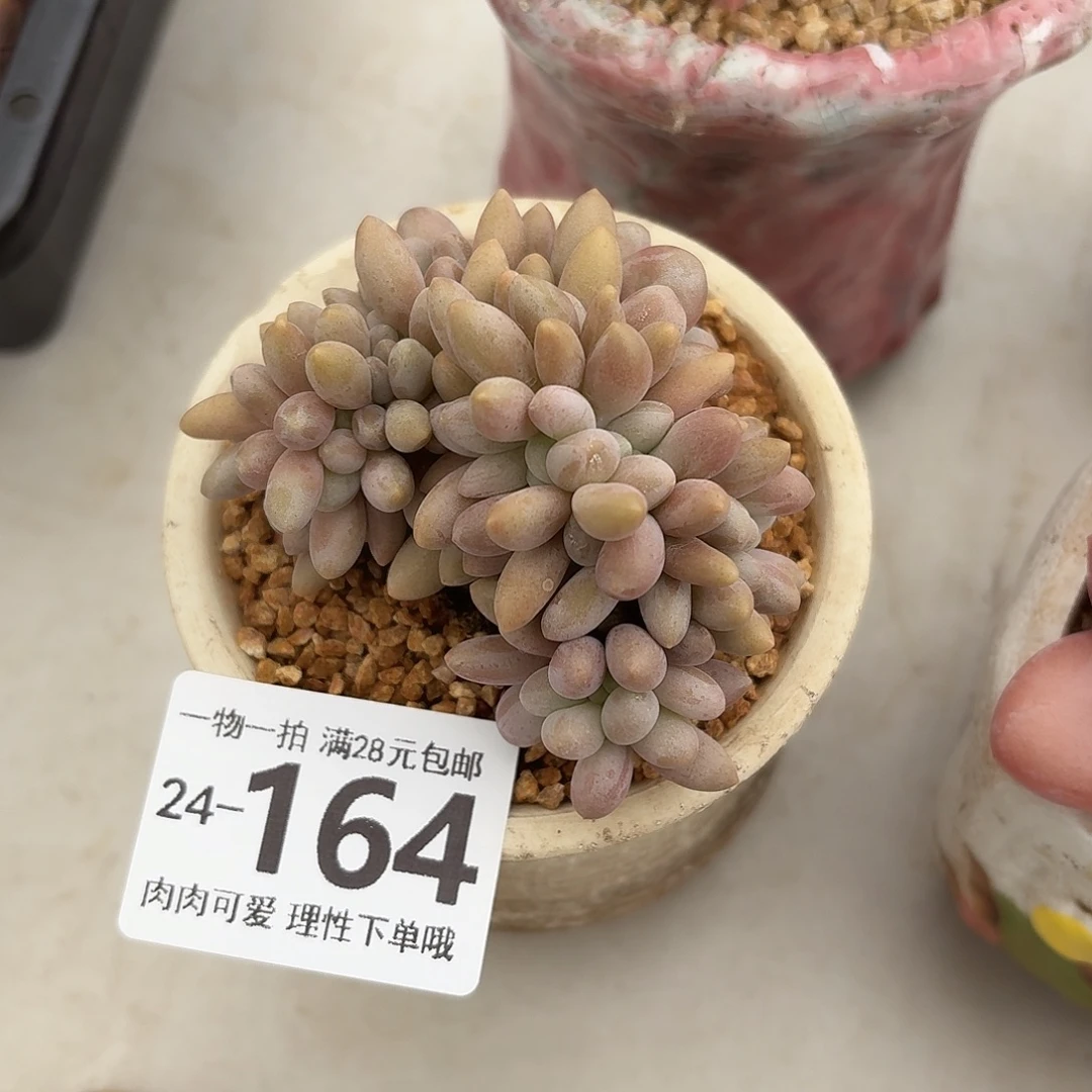 汤圆缀化无盆土发货无盆