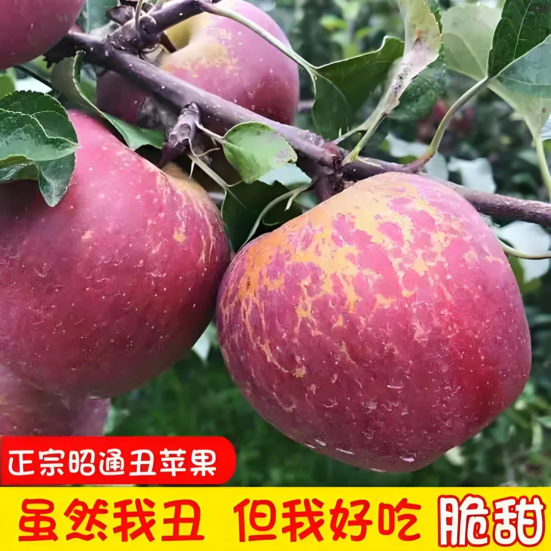 昭通【早熟红露冰糖心丑苹果】2025年云南高山露天苹果