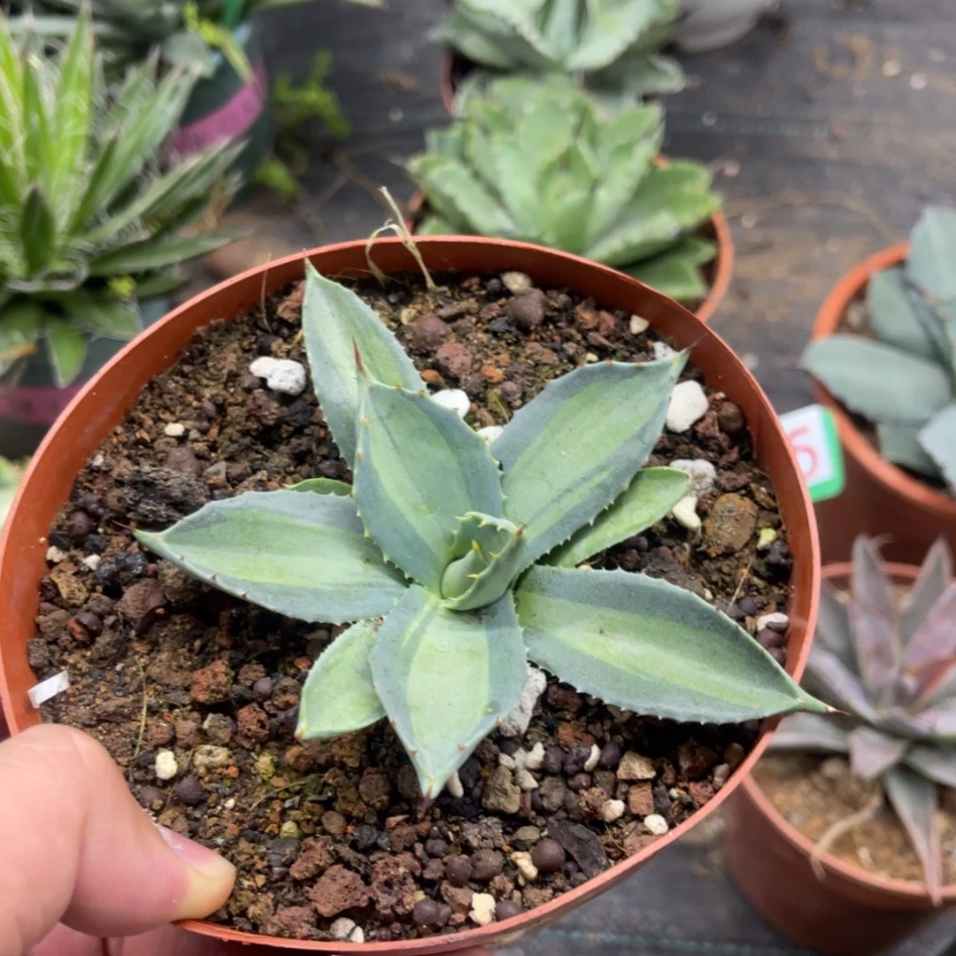 虚空藏浅中斑龙舌兰