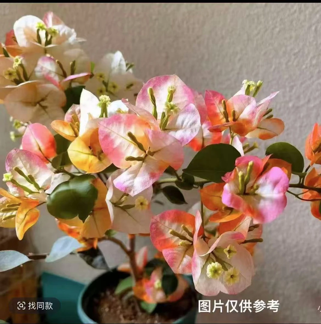 凤凰 名贵品种带花苞原盆原土发货