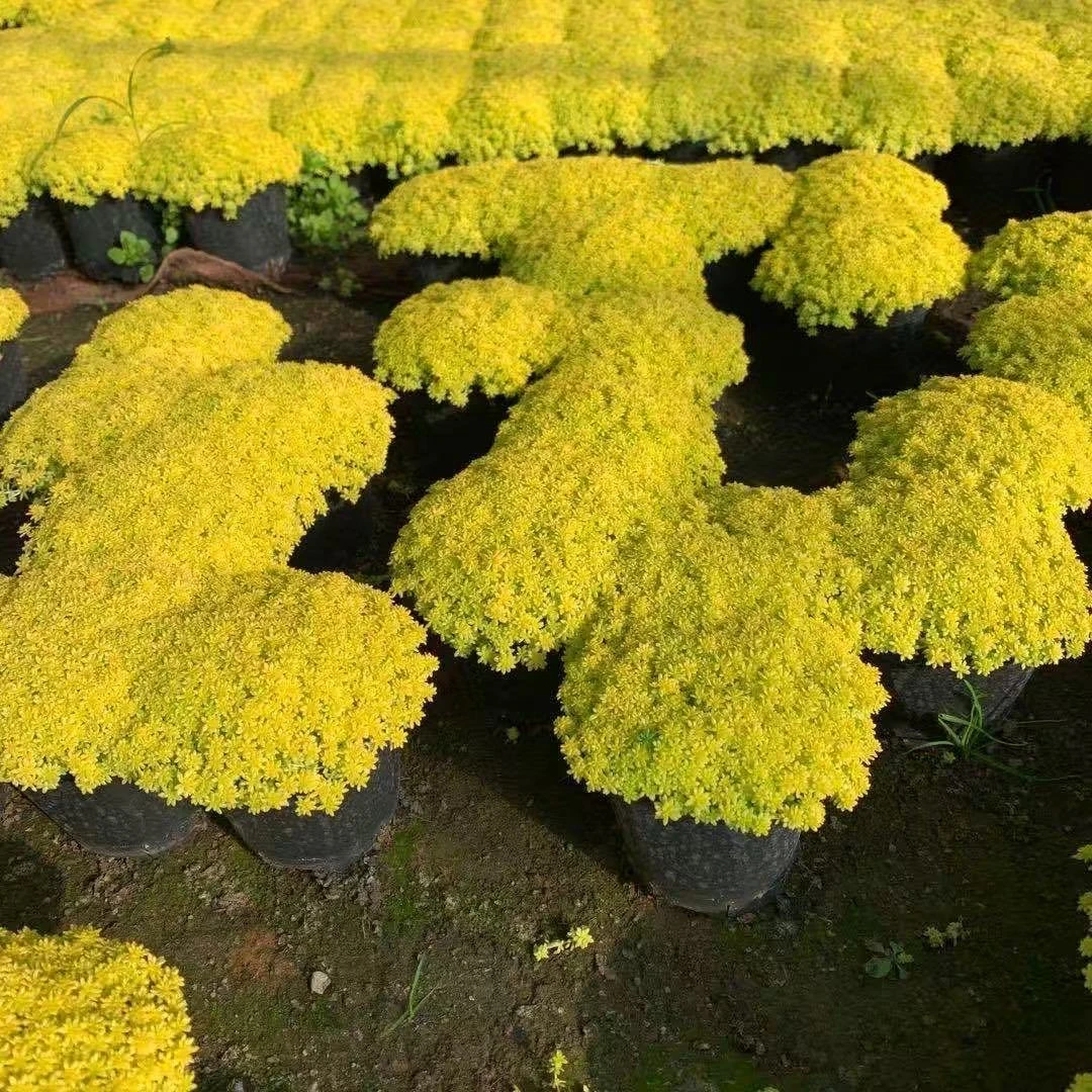 【黄金万年草】栽办公室草肉新手花卉绿植高档防辐射
