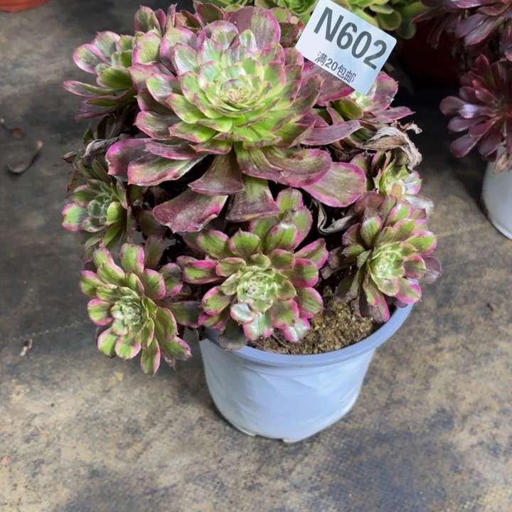 瑞妈多肉园艺602紫嫣，