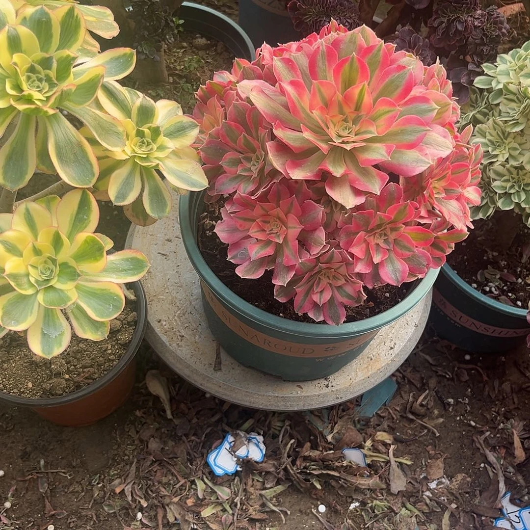 1女巫法师多肉植物