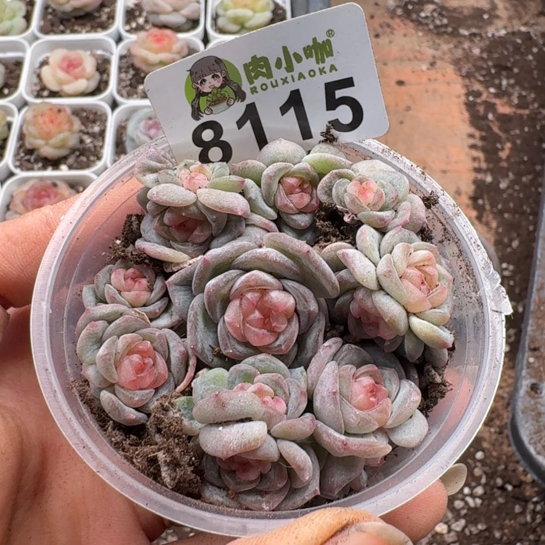 多肉植物多肉植物