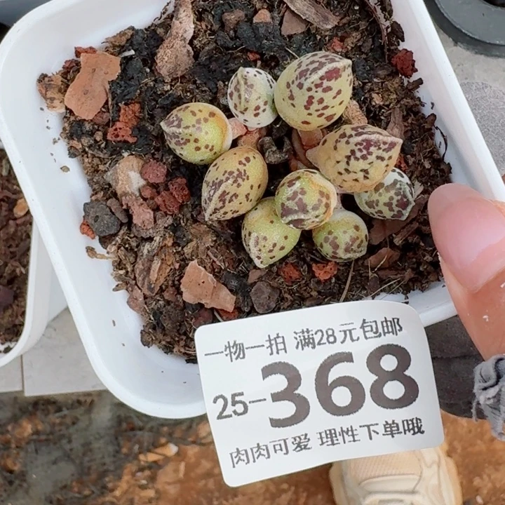 海豹会掉叶子不售后无盆土发货