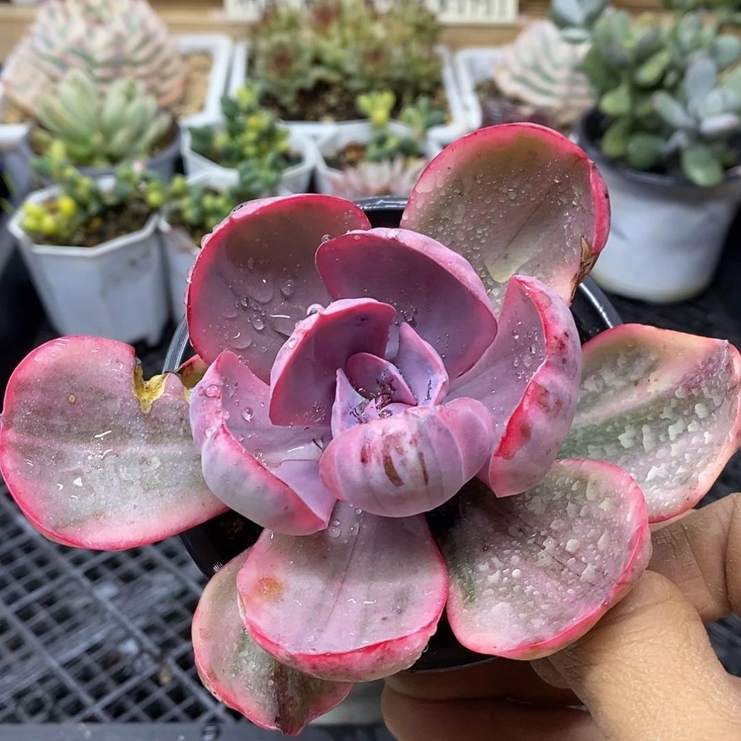 1666 蓝玫瑰锦 需延时发货