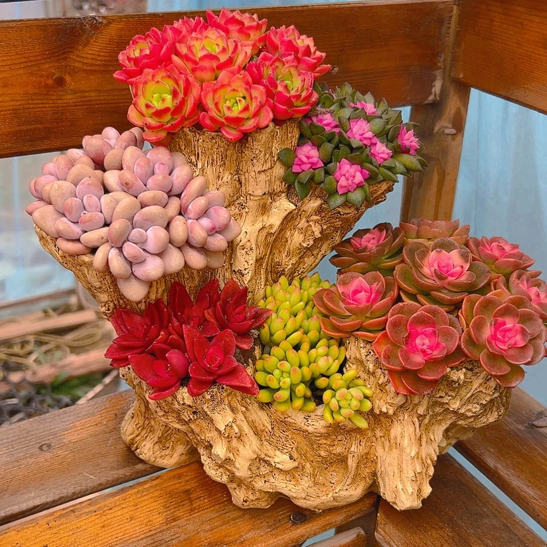 花果山多肉组合花园