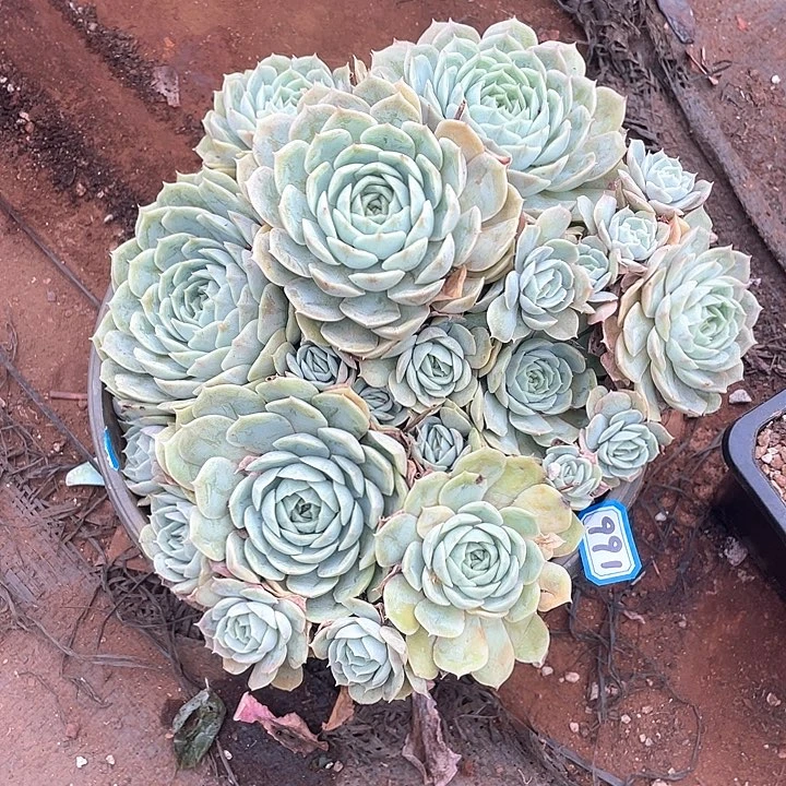 991昂斯诺一物一拍多肉