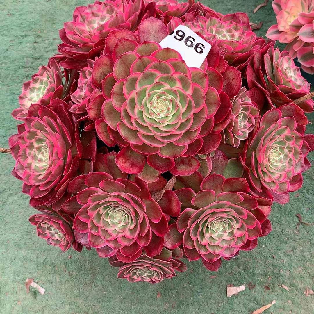 湄****姐966.粉花妖多肉植物