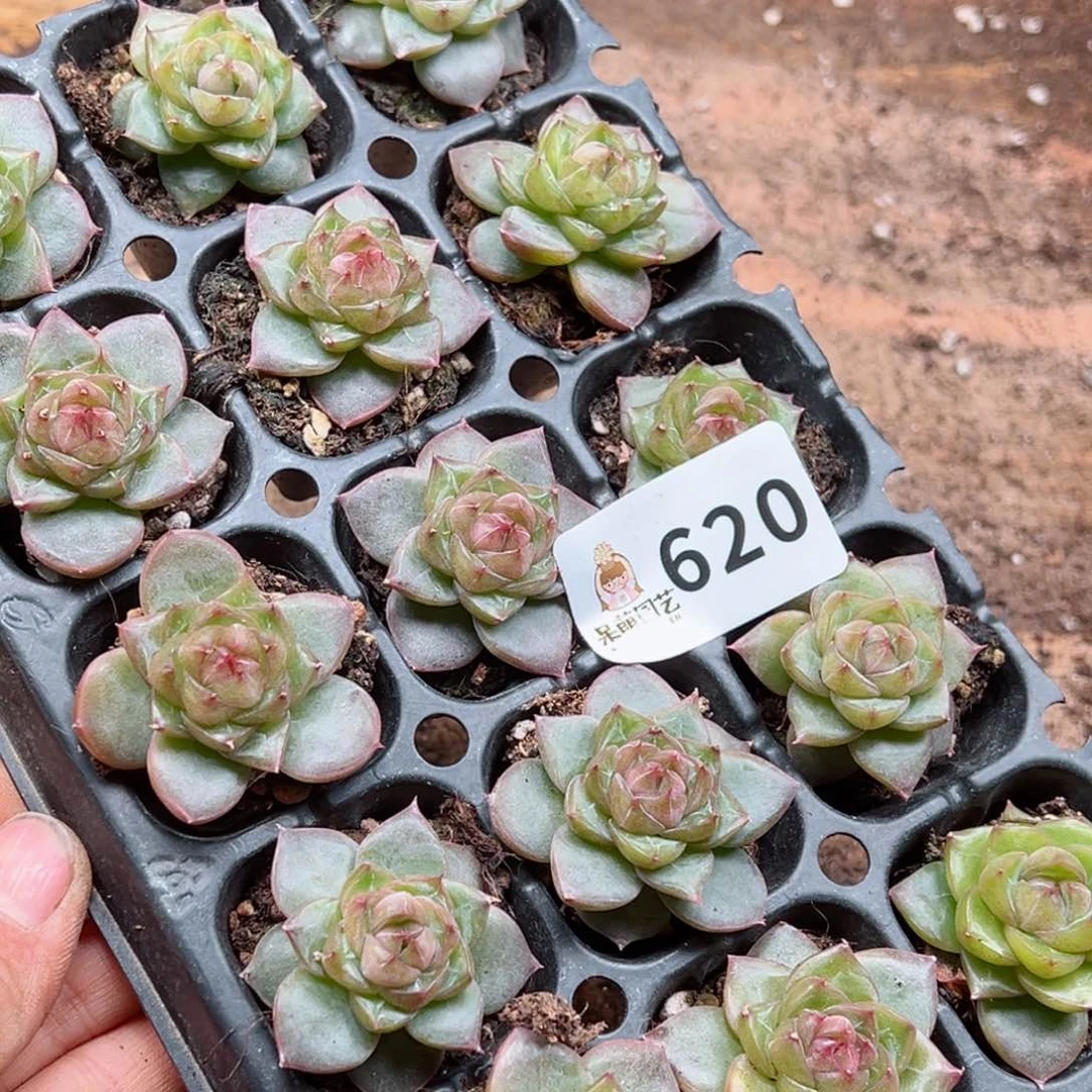 原****啊多肉植物多肉植物