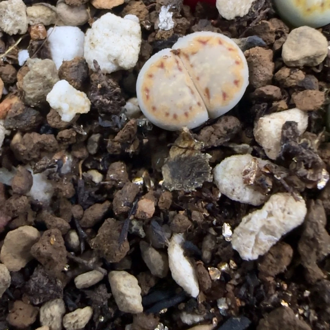 过***半过半生石花大棚直播