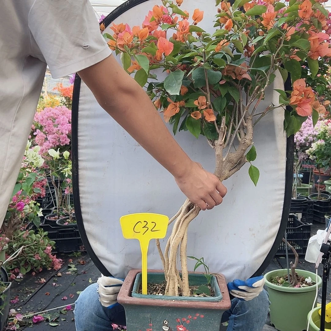 缘***完全开放C32波妹提根