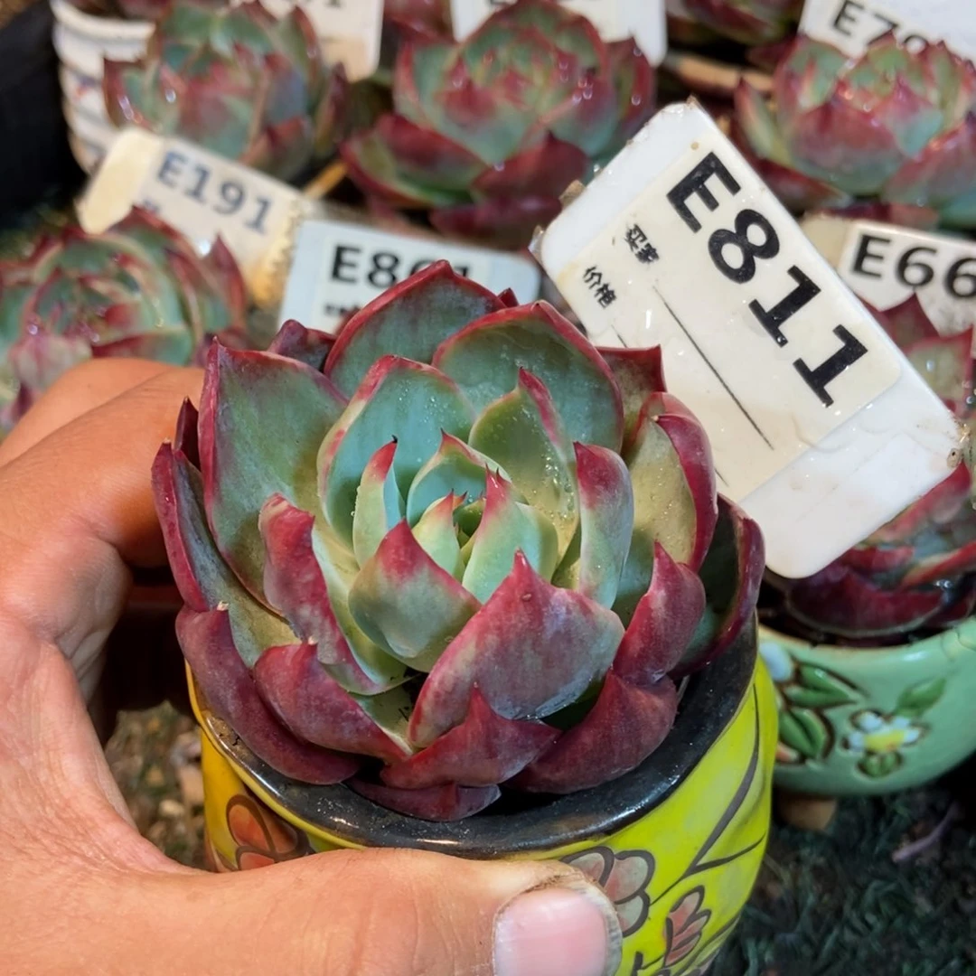 惊鸿一瞥811号楼