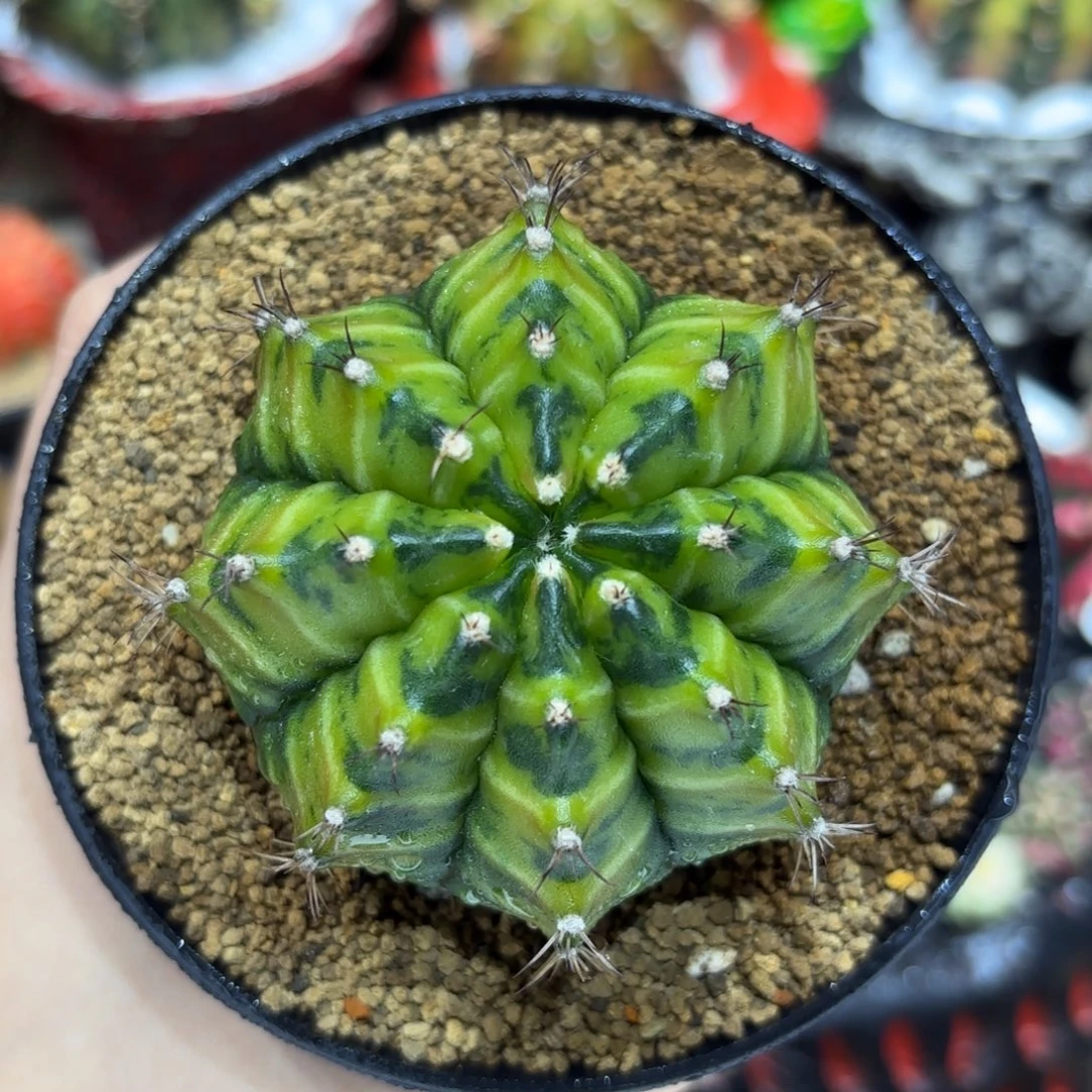 6.9cm实生乌贼 带盆土发货