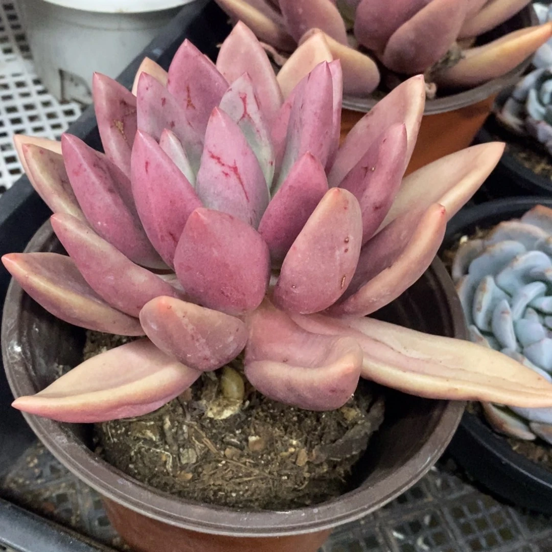 桃花源大单头老桩