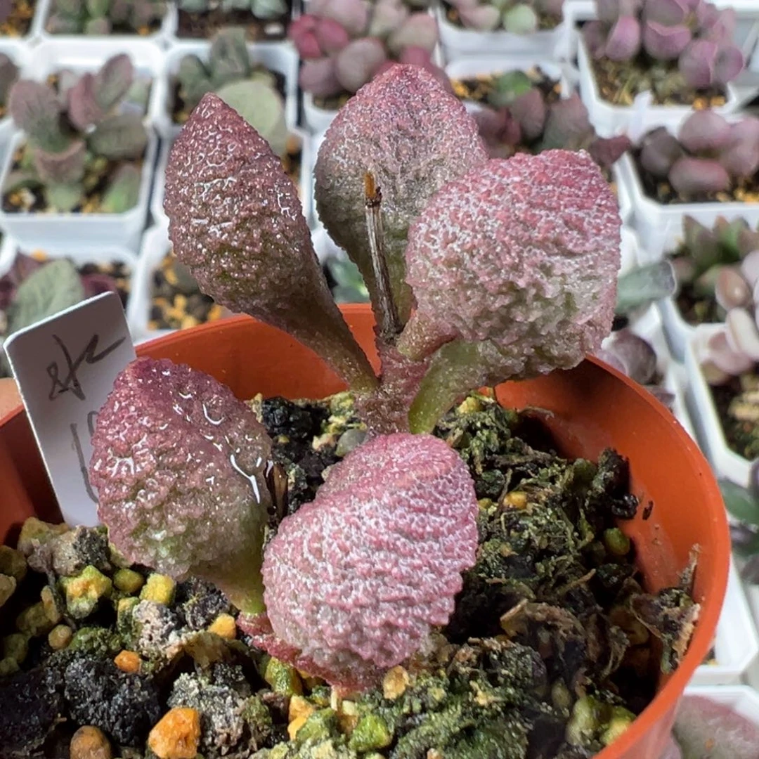 w水蜜桃多肉植物水泡