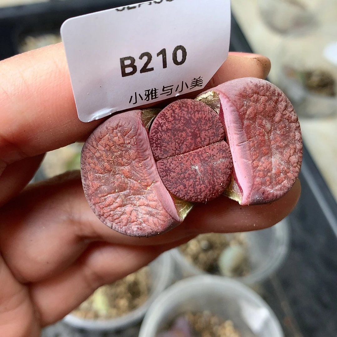 B210多肉植物保护研究所