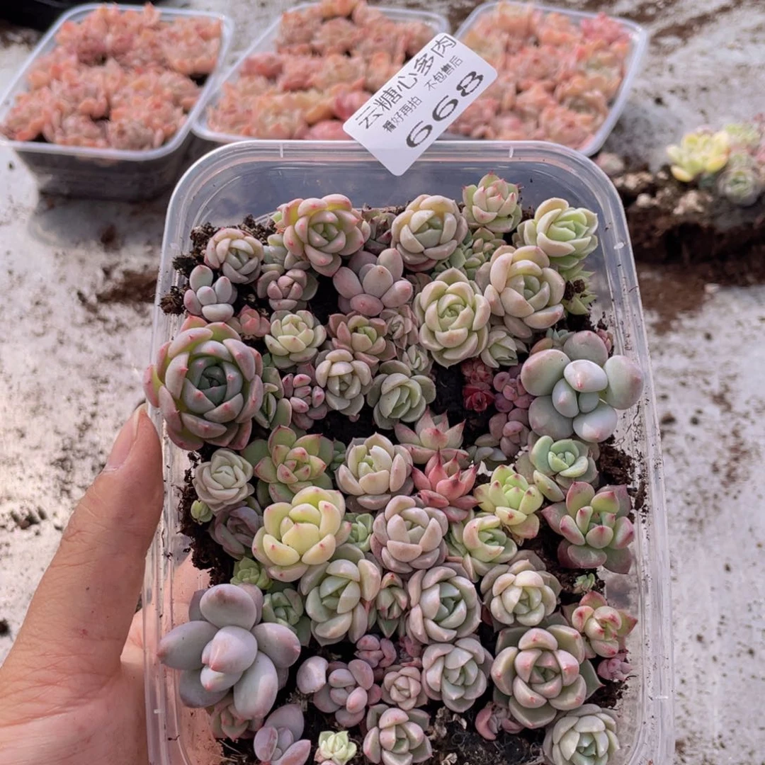 云糖心多肉植物668